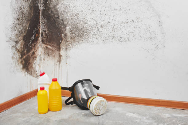 Best Mold Remediation for Schools in Santa Ynez, CA