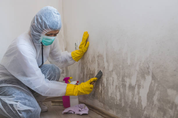 Best Insurance-Related Mold Remediation in Santa Ynez, CA