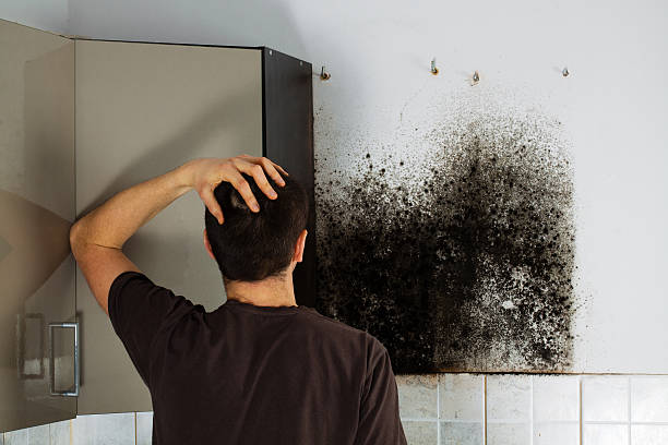 Best HVAC Mold Remediation in Santa Ynez, CA